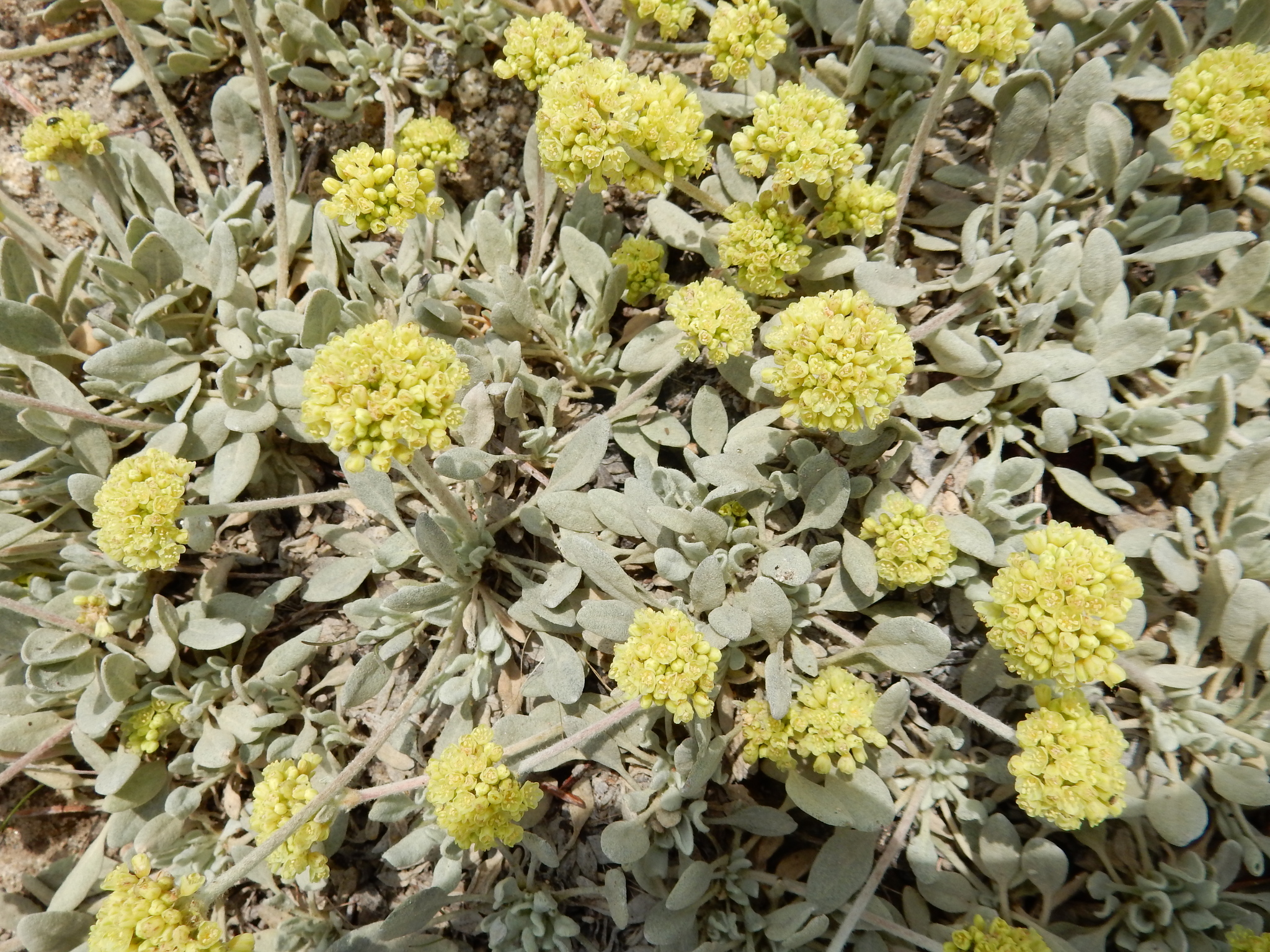 Eriogonum incanum