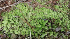 Sphagnum strictum