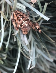 Araneus diadematus
