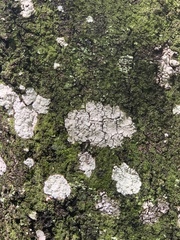 Phlyctis boliviensis