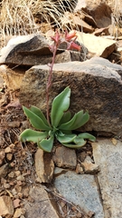 Echeveria strictiflora