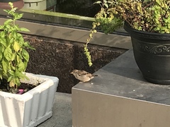 Passer domesticus