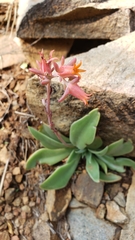 Echeveria strictiflora