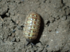 Armadillidium vulgare