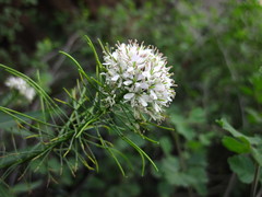 Thelypodium wrightii