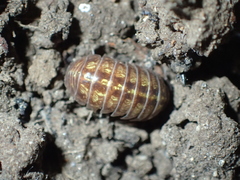 Armadillidium vulgare