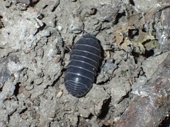Armadillidium vulgare