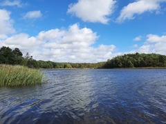 Craspedacusta sowerbii