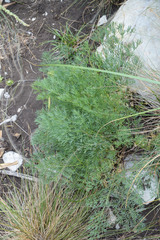 Seseli pallasii