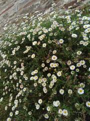Erigeron karvinskianus