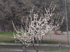 Prunus salicina