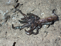 Endeavouria septemlineata