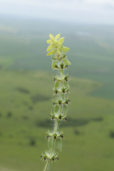 Sideritis montana montana