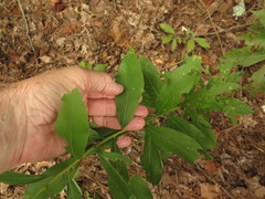 Solidago petiolaris