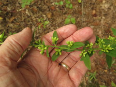 Solidago petiolaris