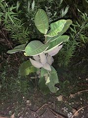 Asclepias syriaca