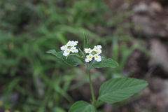 Lantana canescens