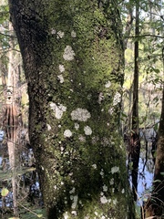 Phlyctis boliviensis