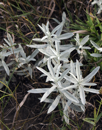Artemisia ludoviciana