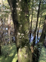 Phlyctis boliviensis