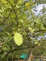 Cotinus obovatus
