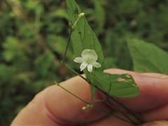 Hylodesmum pauciflorum