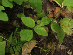 Hylodesmum pauciflorum