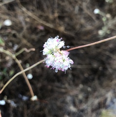 Eriogonum nudum auriculatum