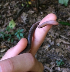 Carphophis amoenus amoenus