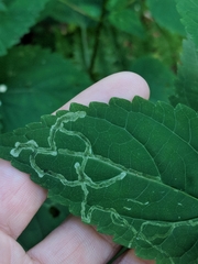 Liriomyza eupatoriella