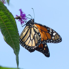 Danaus plexippus