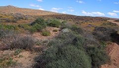 Heliophila variabilis