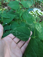 Liriomyza eupatoriella