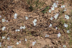 Heliophila variabilis