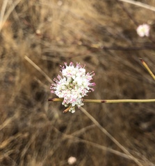 Eriogonum nudum auriculatum