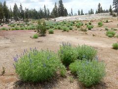 Lupinus covillei