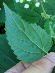 Liriomyza eupatoriella