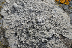 Tephromelataceae