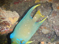 Holacanthus bermudensis