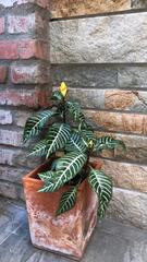 Aphelandra squarrosa