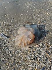 Rhizostomatoidea