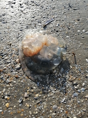 Rhizostomatoidea