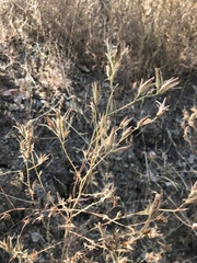 Cordylanthus pilosus pilosus