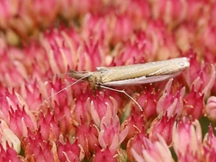 Crambus praefectellus