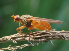 Scathophaga inquinata