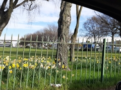 Narcissus