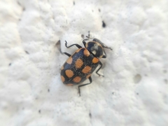 Eriopis serrai
