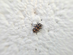 Eriopis serrai