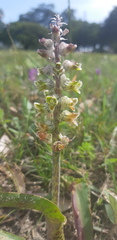 Lachenalia variegata