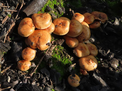 Pholiota highlandensis